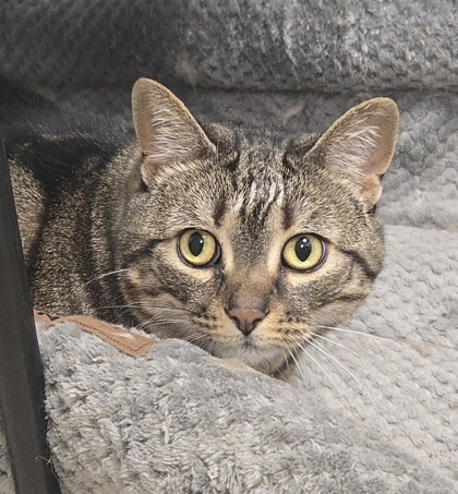 LUNA & Autumn- Bonded Pair