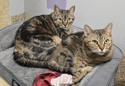 AUTUMN & Luna - Bonded Pair