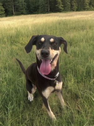 Meet Georgia the heart and soul of so many moments waiting to be made This lovely mixed-breed dog 