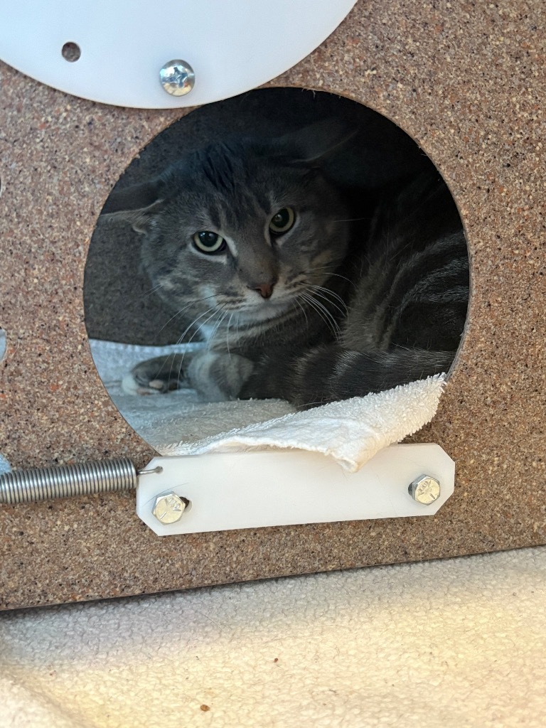 Pedles, an adoptable Domestic Short Hair in Ashland, WI, 54806 | Photo Image 1