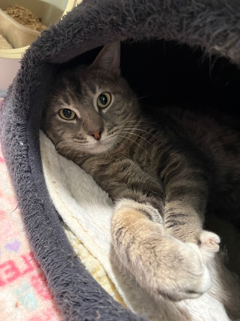 Pedles, an adoptable Domestic Short Hair in Ashland, WI, 54806 | Photo Image 1