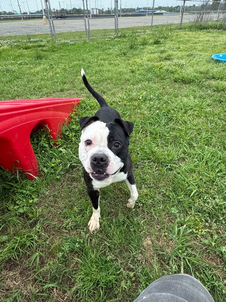 Domino