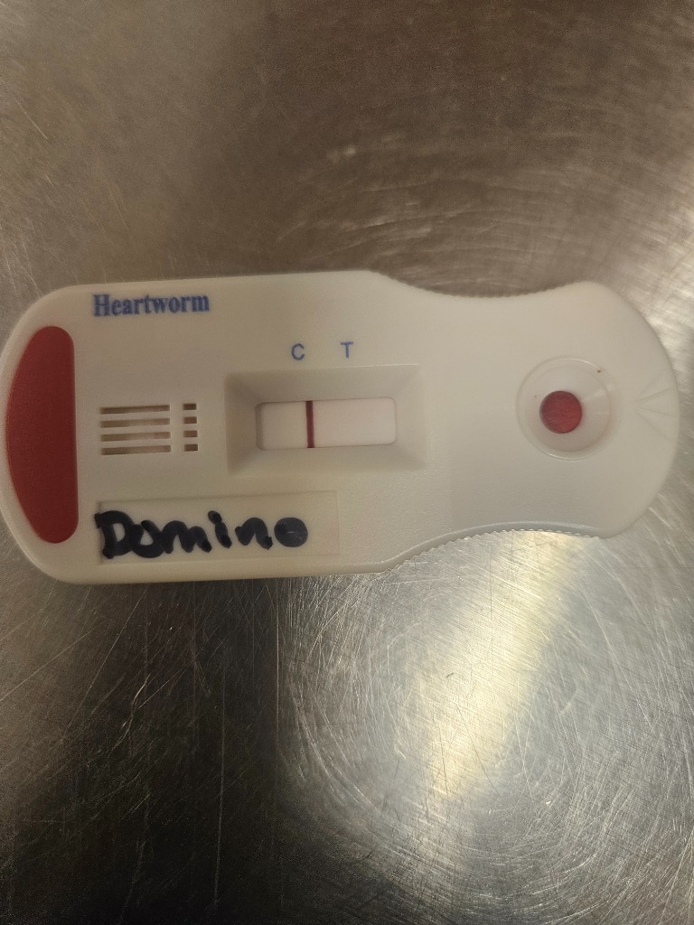 Domino