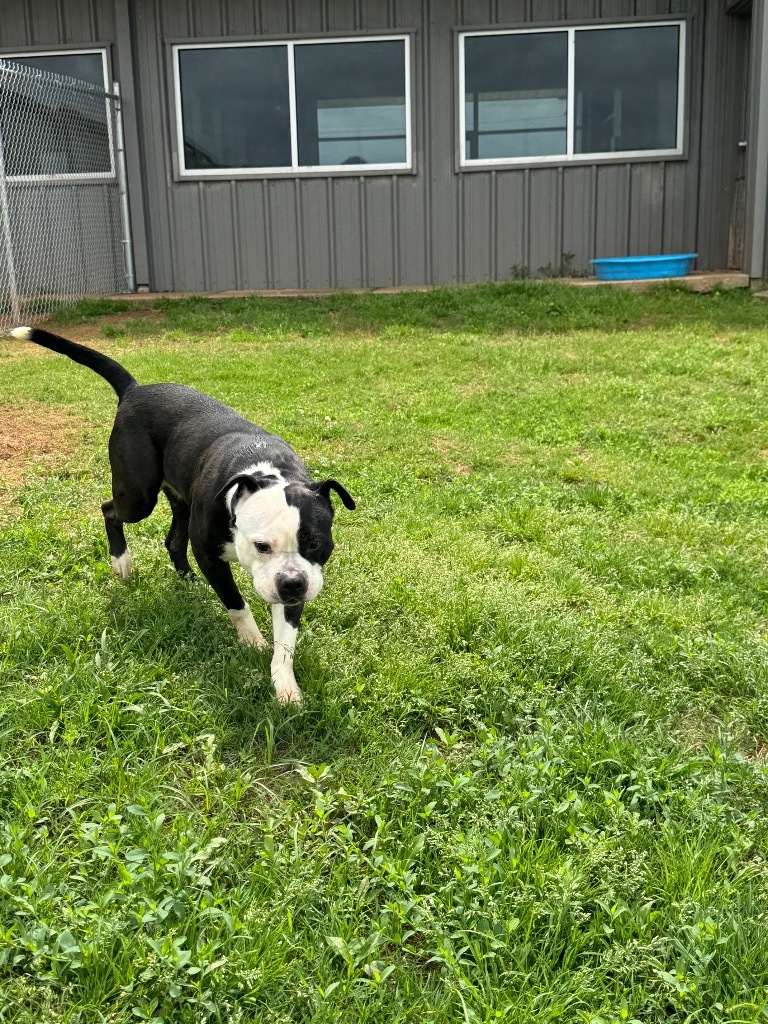 Domino