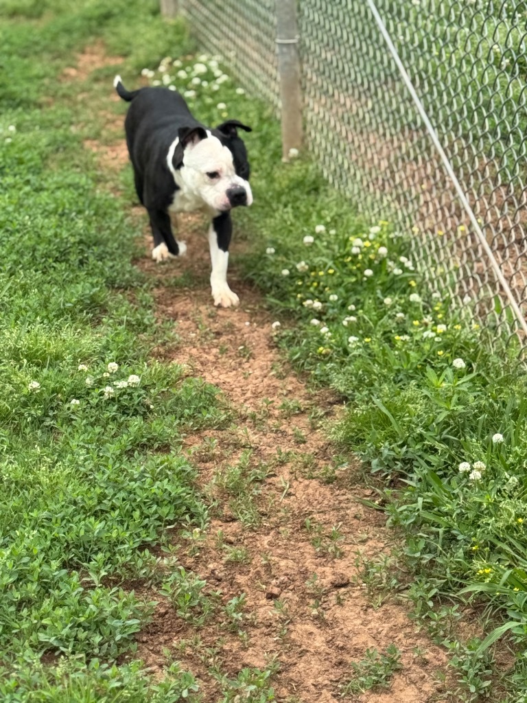 Domino