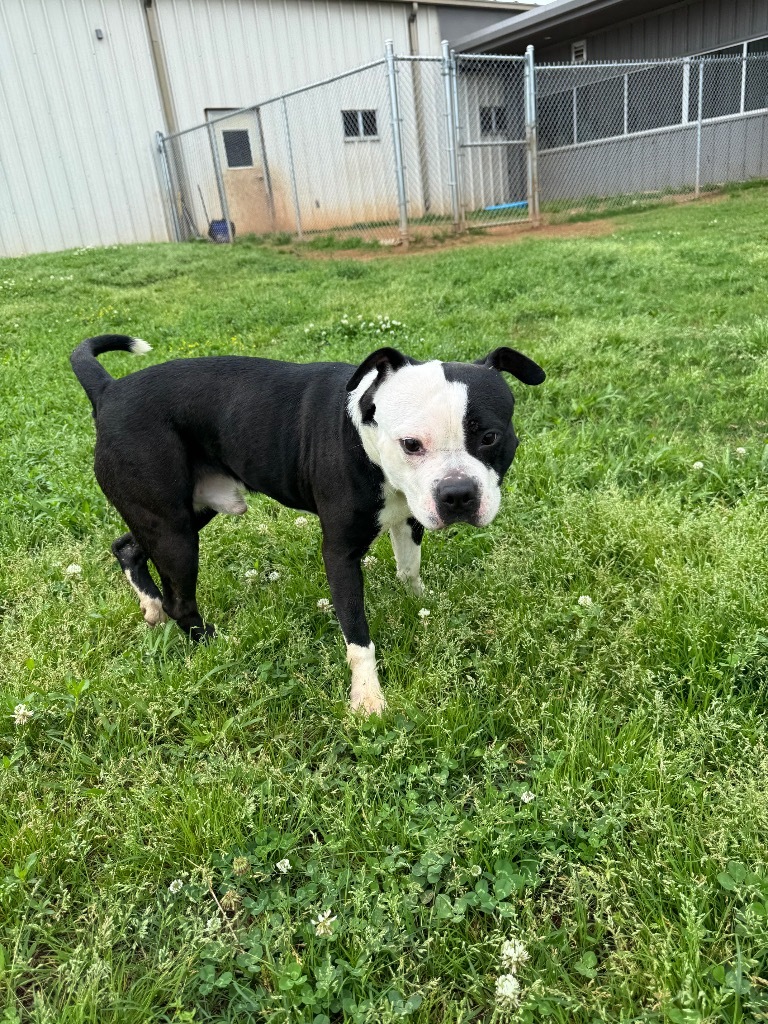 Domino
