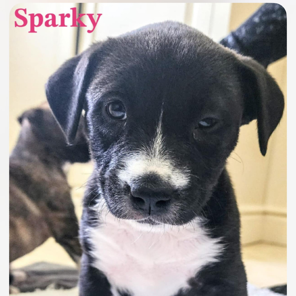 Sparky