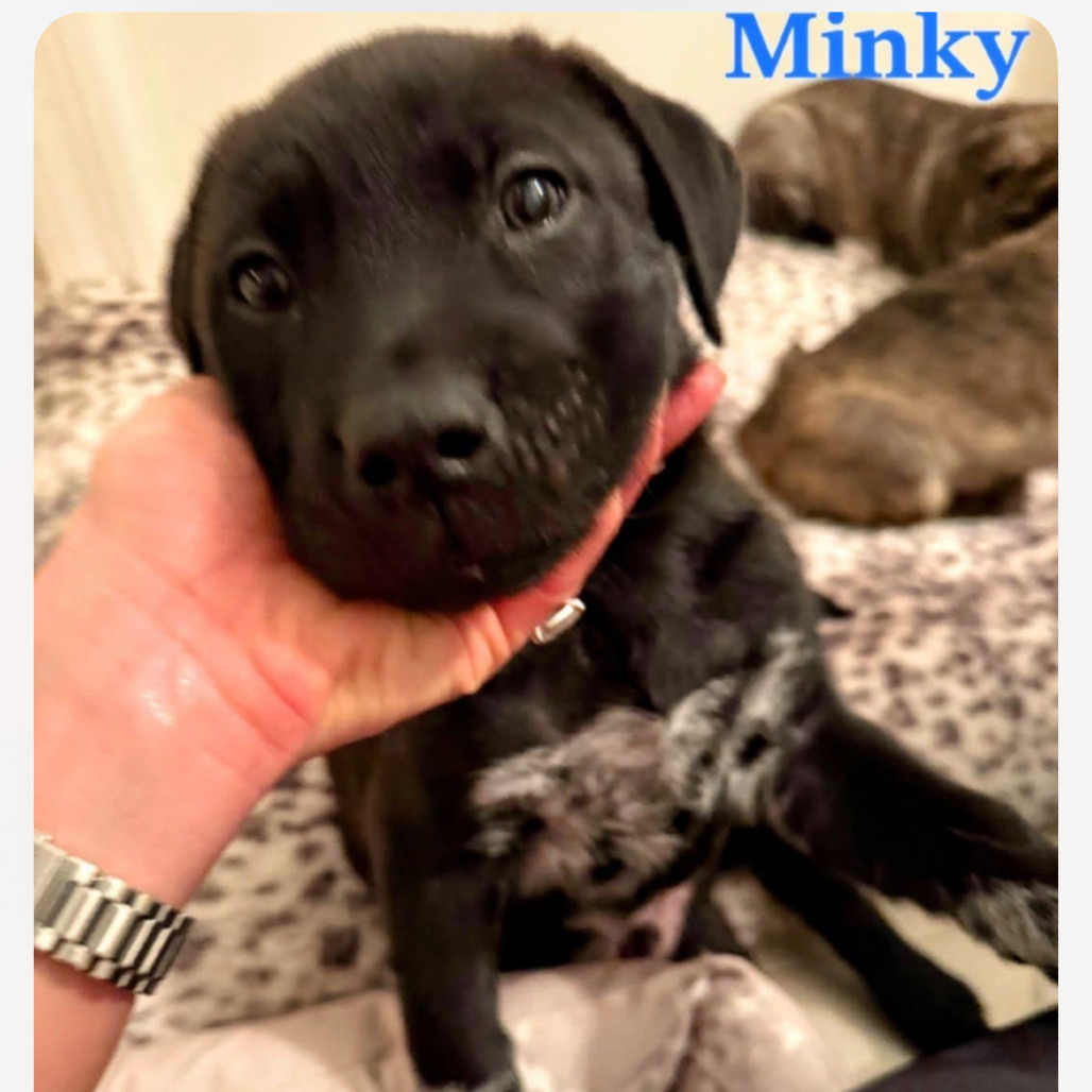 Minky