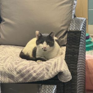 Chief, Adult Male Domestic Short Hair