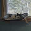 Chief photo 6