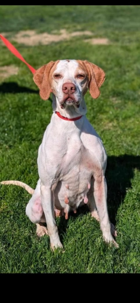 Bonnie, an adoptable English Pointer in Brookings, OR, 97415 | Photo Image 2