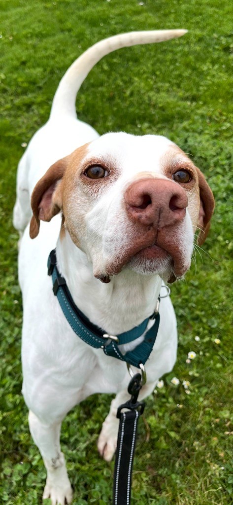 Bonnie, an adoptable English Pointer in Brookings, OR, 97415 | Photo Image 3