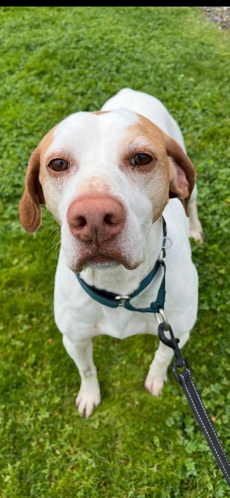 Bonnie, an adoptable English Pointer in Brookings, OR, 97415 | Photo Image 4