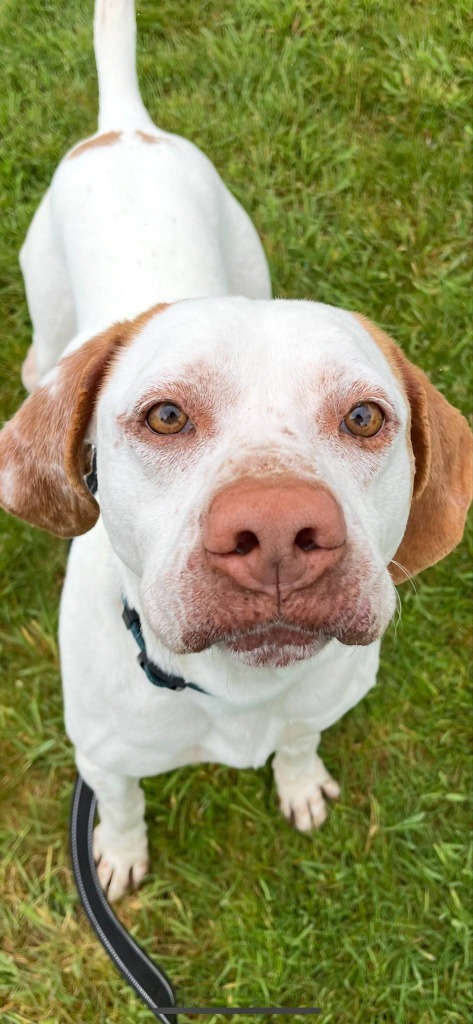 Clyde, an adoptable English Pointer in Brookings, OR, 97415 | Photo Image 1
