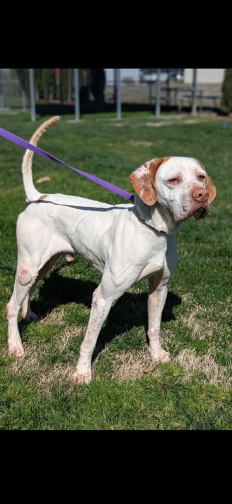 Clyde, an adoptable English Pointer in Brookings, OR, 97415 | Photo Image 2