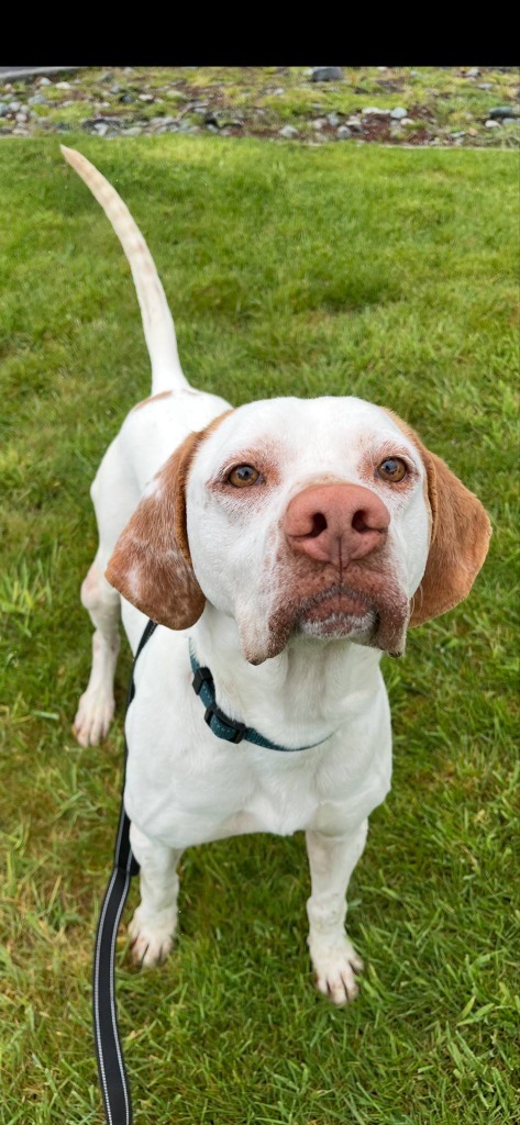 Clyde, an adoptable English Pointer in Brookings, OR, 97415 | Photo Image 3