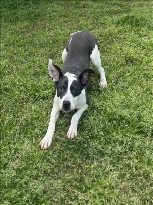 This animal was rescued by A Citizen Date animal was rescued 032425 Date animal was brought to t