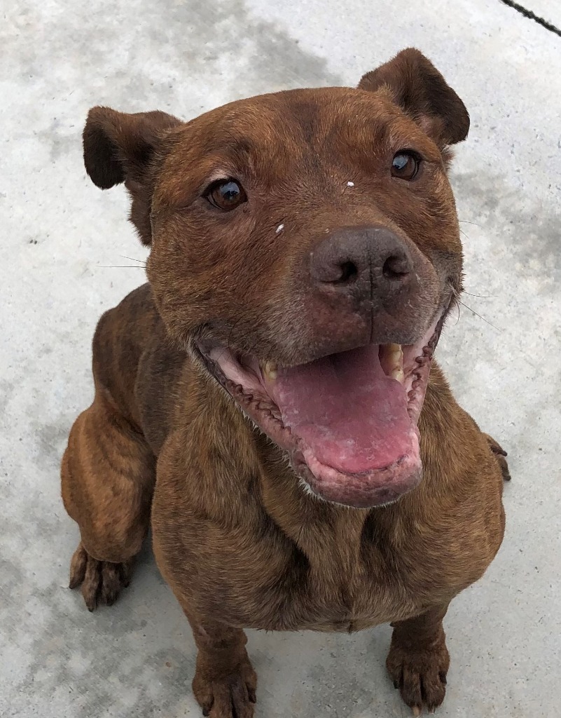 Jabba The Mutt/Romeo/Sampson