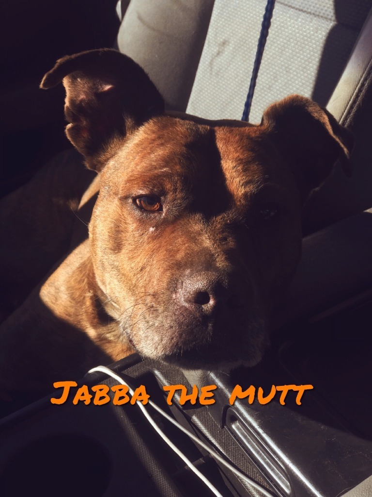 Jabba The Mutt/Romeo/Sampson