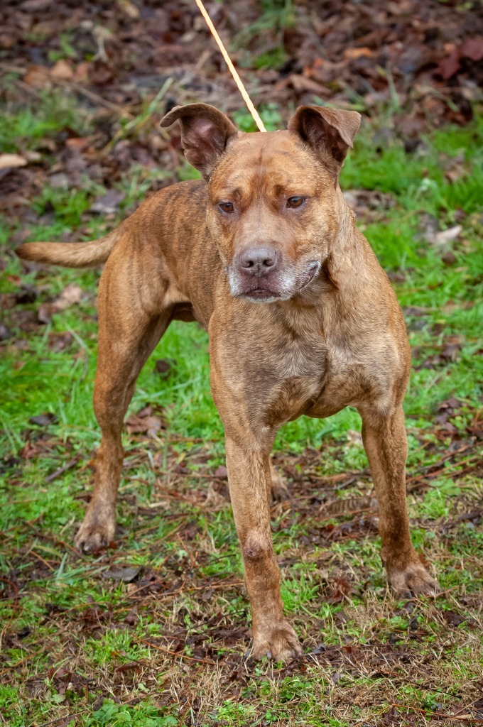 Jabba The Mutt/Romeo/Sampson