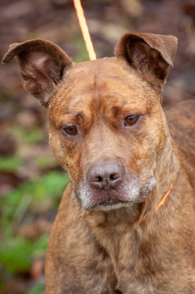 Jabba The Mutt/Romeo/Sampson