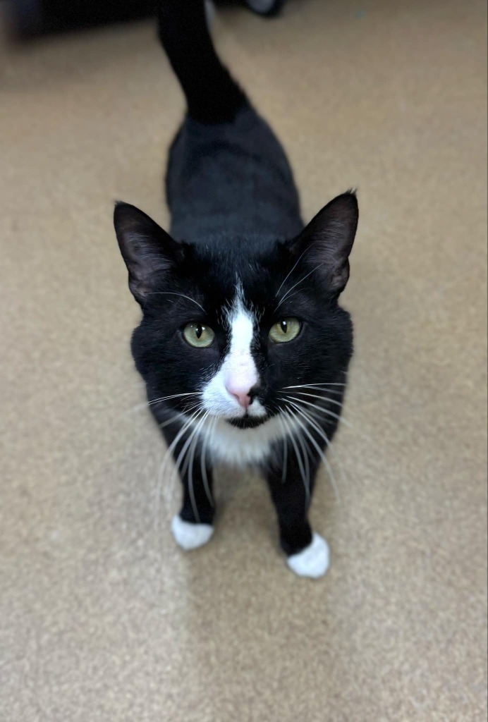 Kevin, an adoptable Domestic Short Hair in Grand Forks, ND, 58203 | Photo Image 1