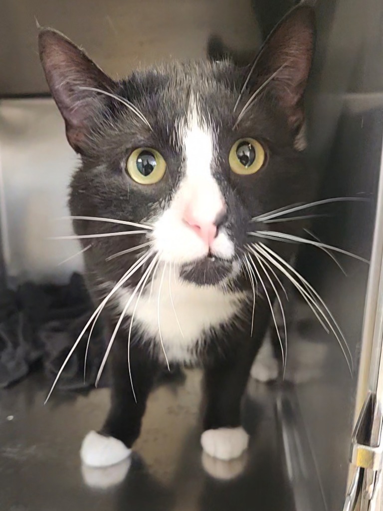 Kevin, an adoptable Domestic Short Hair in Grand Forks, ND, 58203 | Photo Image 2