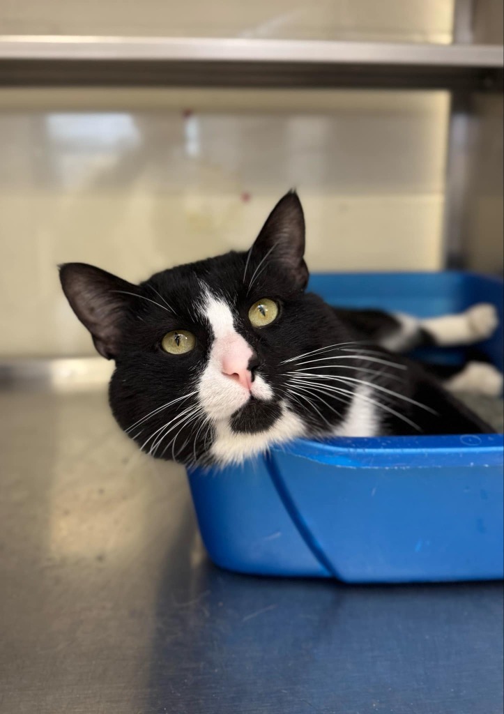 Kevin, an adoptable Domestic Short Hair in Grand Forks, ND, 58203 | Photo Image 3