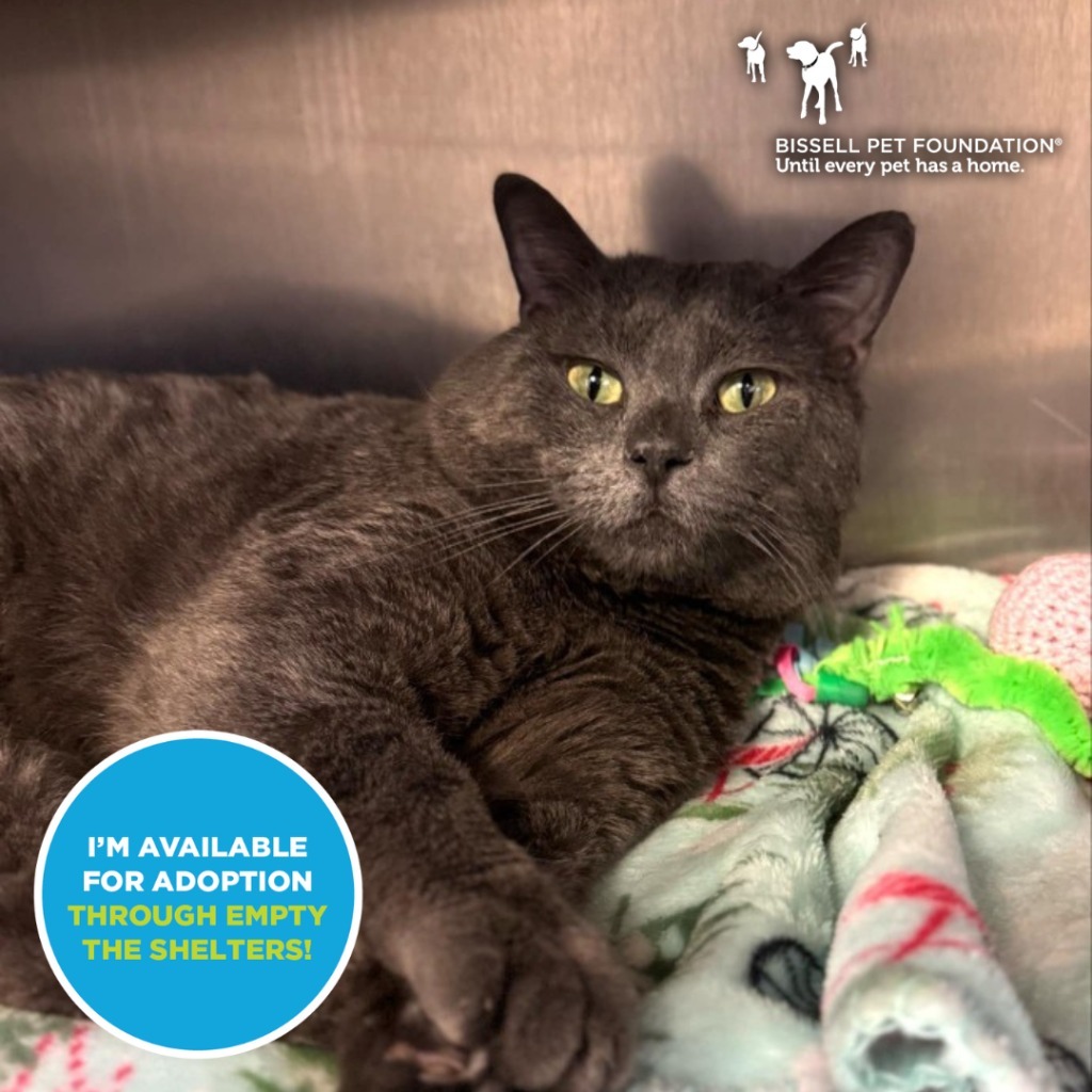 Sushi, an adoptable Domestic Short Hair in Grand Forks, ND, 58203 | Photo Image 1