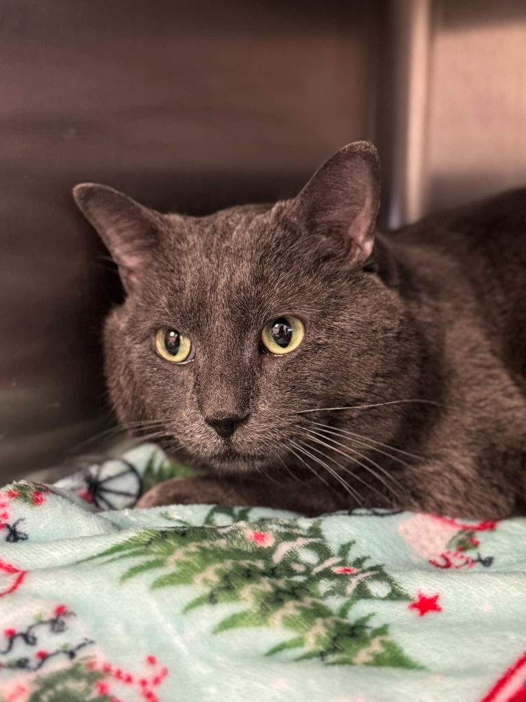 Sushi, an adoptable Domestic Short Hair in Grand Forks, ND, 58203 | Photo Image 2