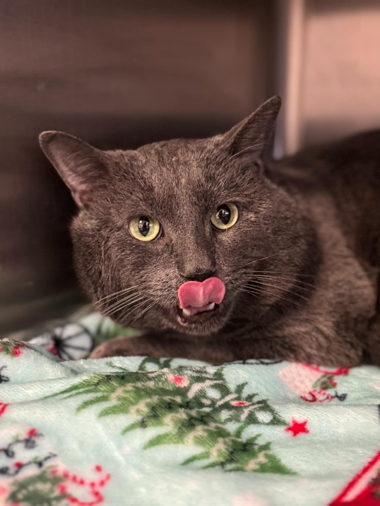 Sushi, an adoptable Domestic Short Hair in Grand Forks, ND, 58203 | Photo Image 3
