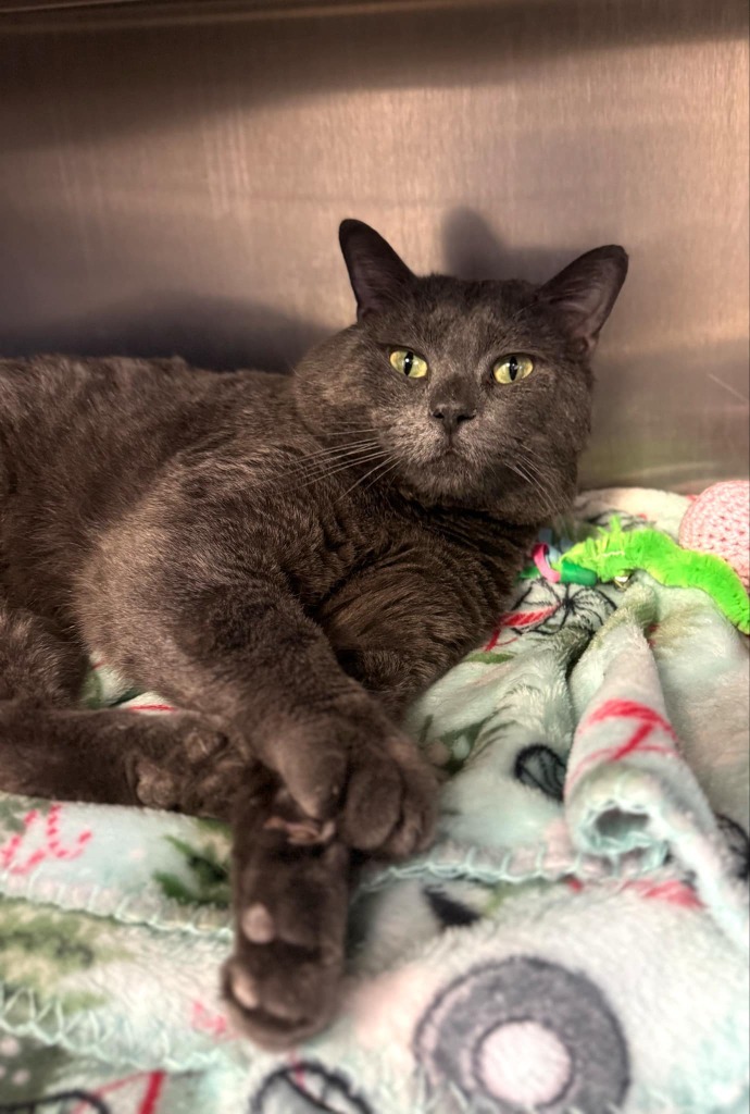Sushi, an adoptable Domestic Short Hair in Grand Forks, ND, 58203 | Photo Image 4