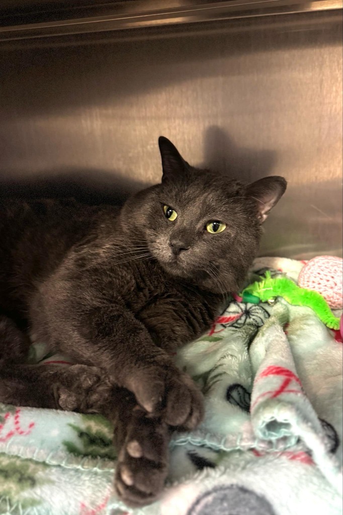 Sushi, an adoptable Domestic Short Hair in Grand Forks, ND, 58203 | Photo Image 5