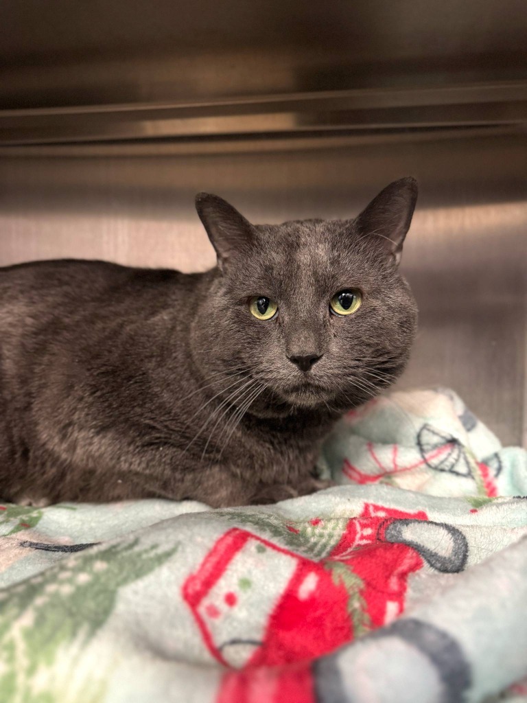 Sushi, an adoptable Domestic Short Hair in Grand Forks, ND, 58203 | Photo Image 6