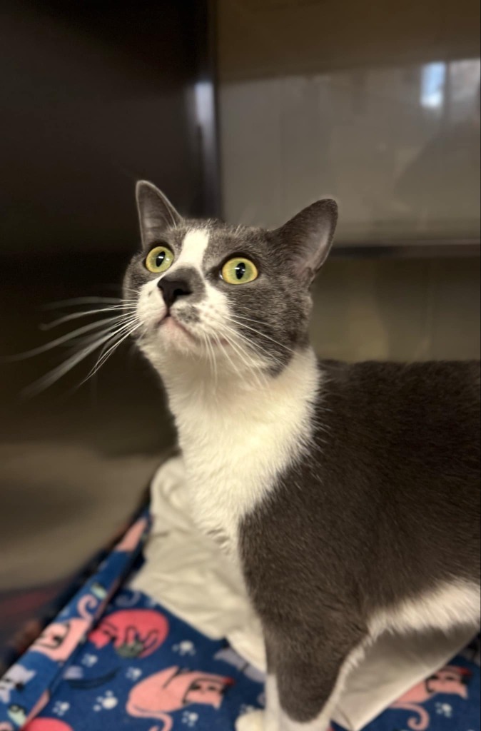Jade, an adoptable Domestic Short Hair in Grand Forks, ND, 58203 | Photo Image 1