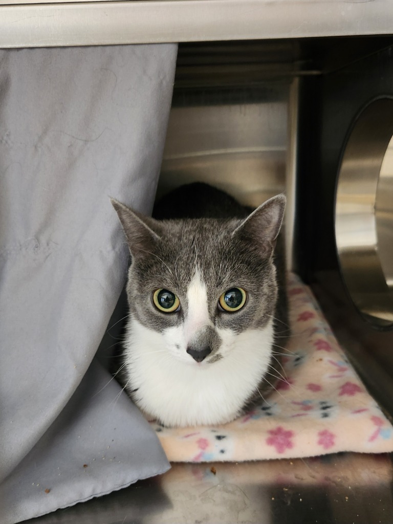 Jade, an adoptable Domestic Short Hair in Grand Forks, ND, 58203 | Photo Image 2