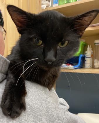 Pepper, an adoptable Domestic Short Hair in Rhinelander, WI, 54501 | Photo Image 1