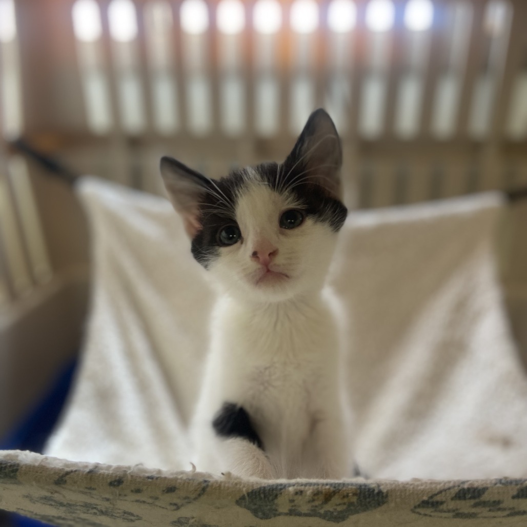 Renaldo, an adoptable Domestic Short Hair in Spokane, WA, 99202 | Photo Image 1