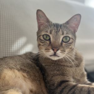 Raya, Adult Male Domestic Short Hair