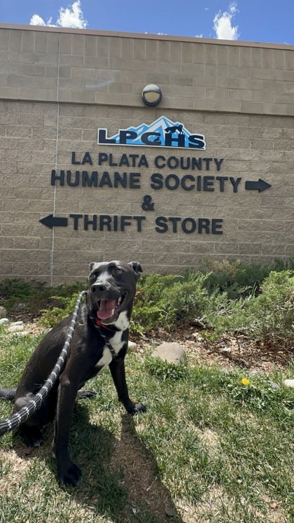 Zayn, an adoptable Pit Bull Terrier, Mixed Breed in Durango, CO, 81301 | Photo Image 1