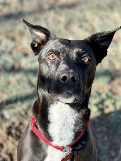 Zayn, an adoptable Pit Bull Terrier, Mixed Breed in Durango, CO, 81301 | Photo Image 3