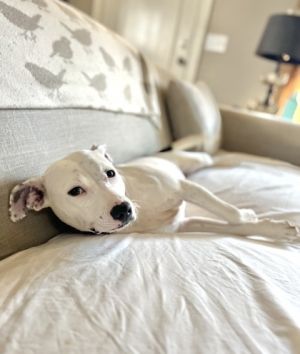 Mckay Mixed Breed Dog