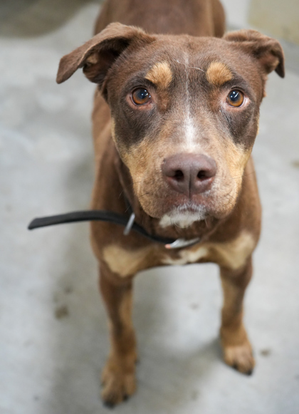 CoCoa