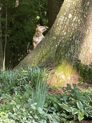 Cash is an adult male dog who is short and stocky like a corgie but not quite He is a