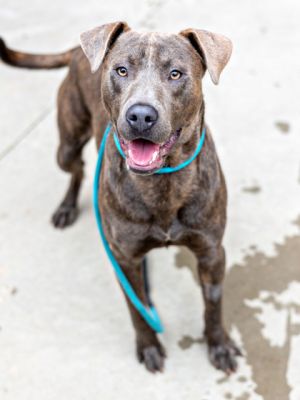 Mountain Dew lives up to his name-sweet energetic and effervescent Hes a year old 68 lbs has be