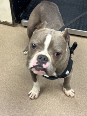 Little Bo Pete -IN FOSTER Mixed Breed Dog