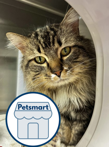 Teddy Bear, an adoptable Domestic Long Hair, Domestic Short Hair in Walla Walla, WA, 99362 | Photo Image 1