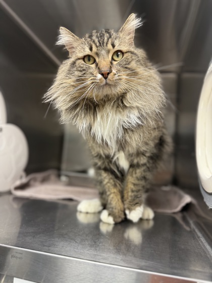 Teddy Bear, an adoptable Domestic Long Hair, Domestic Short Hair in Walla Walla, WA, 99362 | Photo Image 2