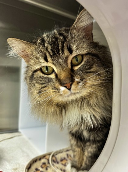 Teddy Bear, an adoptable Domestic Long Hair, Domestic Short Hair in Walla Walla, WA, 99362 | Photo Image 3