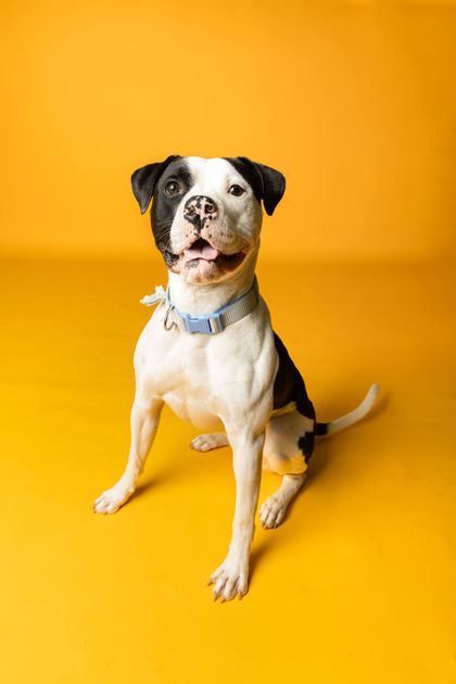 Vedder (at PetSuites)